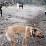Sunny Mond Dingo Makoto Annika